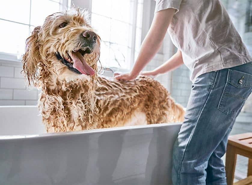 Dog getting a bath.