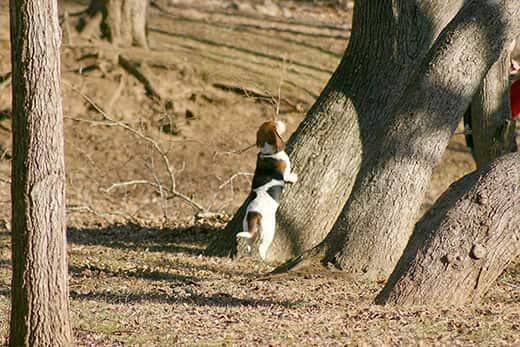 Basset hound looking up at a squirrel in a tree.