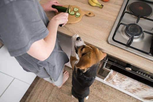 Beagle stands next to a human begging while human cuts cucumber on kitchen counter.