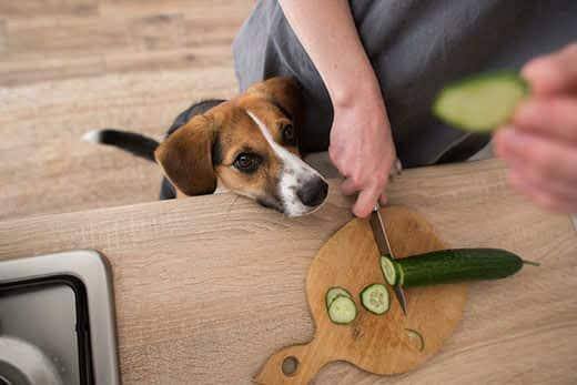 Beagle with head up near kitchen counter watches as human cuts cucumber on cutting board. 