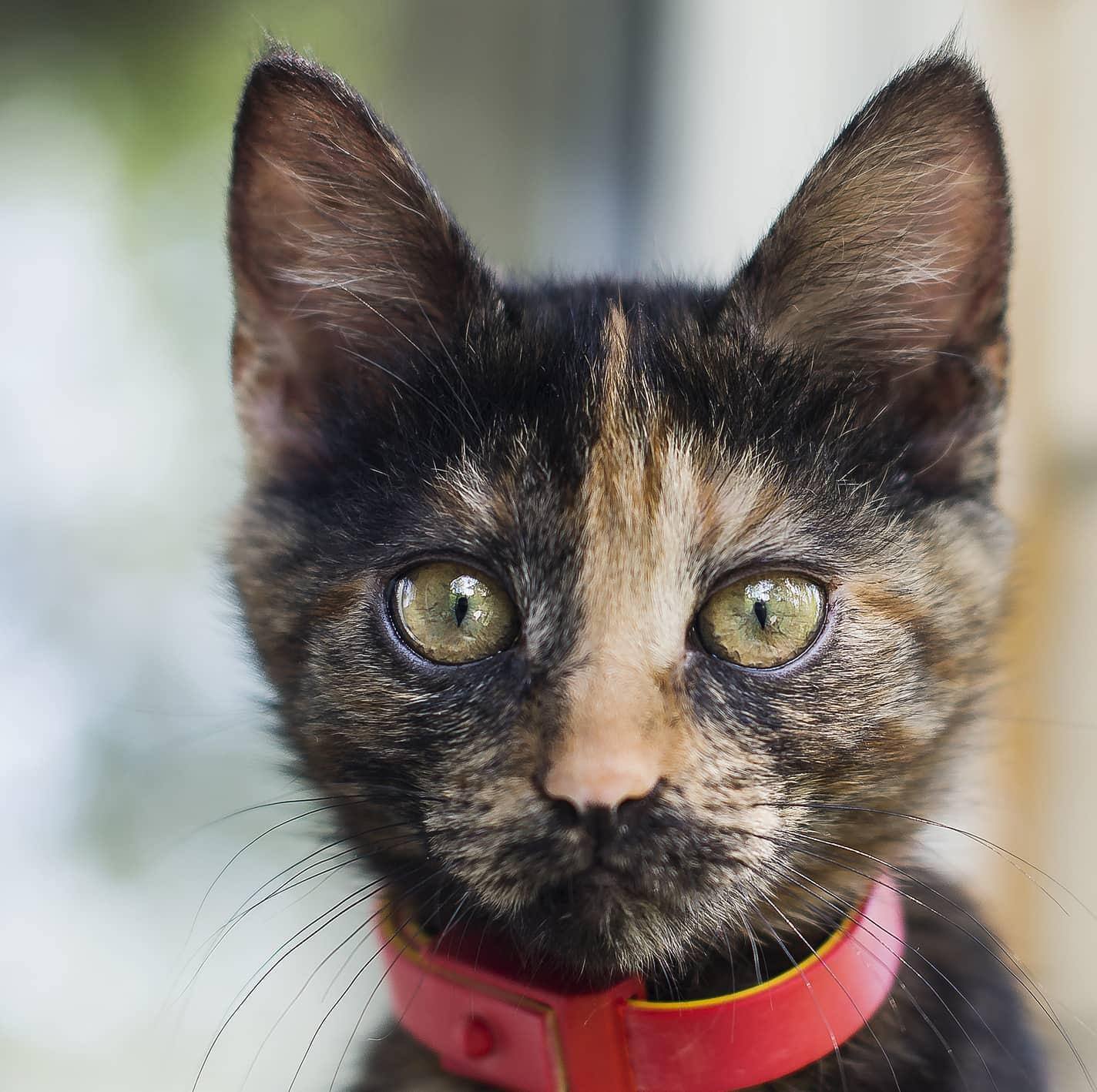 Close-up of black and orange kitten in red collar.