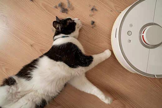 black-white-cat-lying-next-to-robot-vaccuum-SW