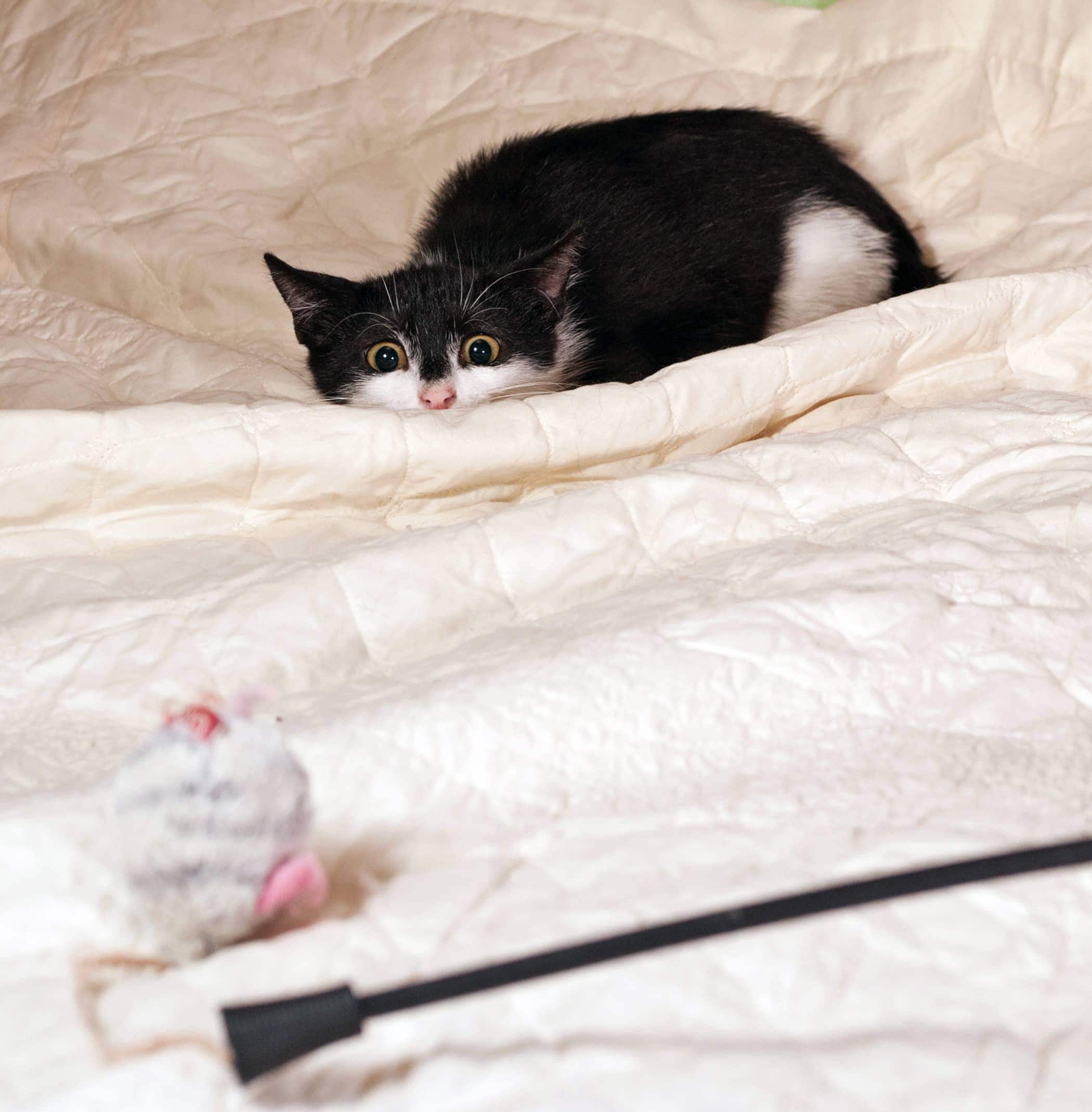 Black and white kitten ready to pounce on toy mouse on a white bedspread.