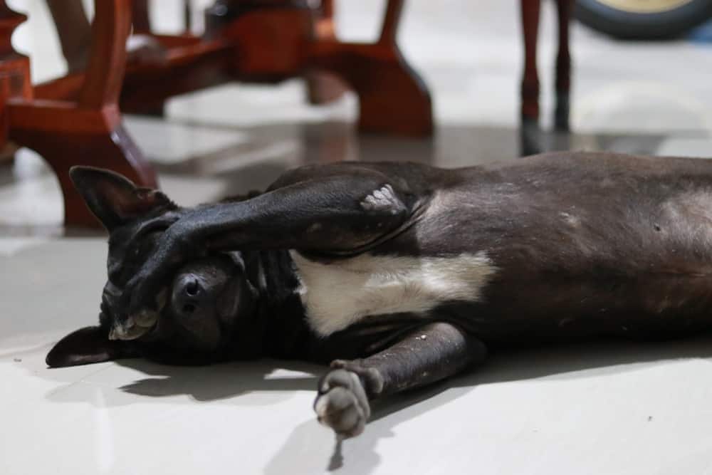 Black dog hides eyes underneath paw.