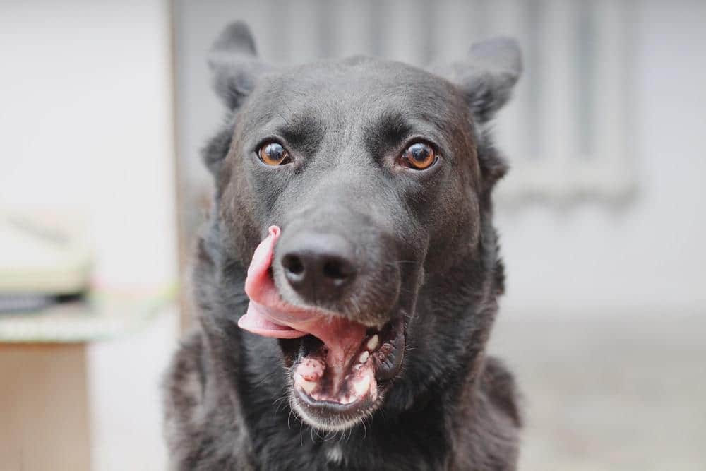 Black dog with tongue out licking side of mouth.