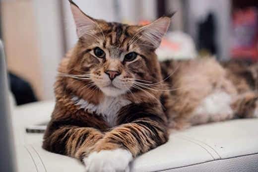 Large Maine coon cat lying on a gray couch.