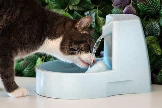 Cat drinks clean water from water dispenser. Cat water fountain. Pet thirst. Dehydration in a cat.