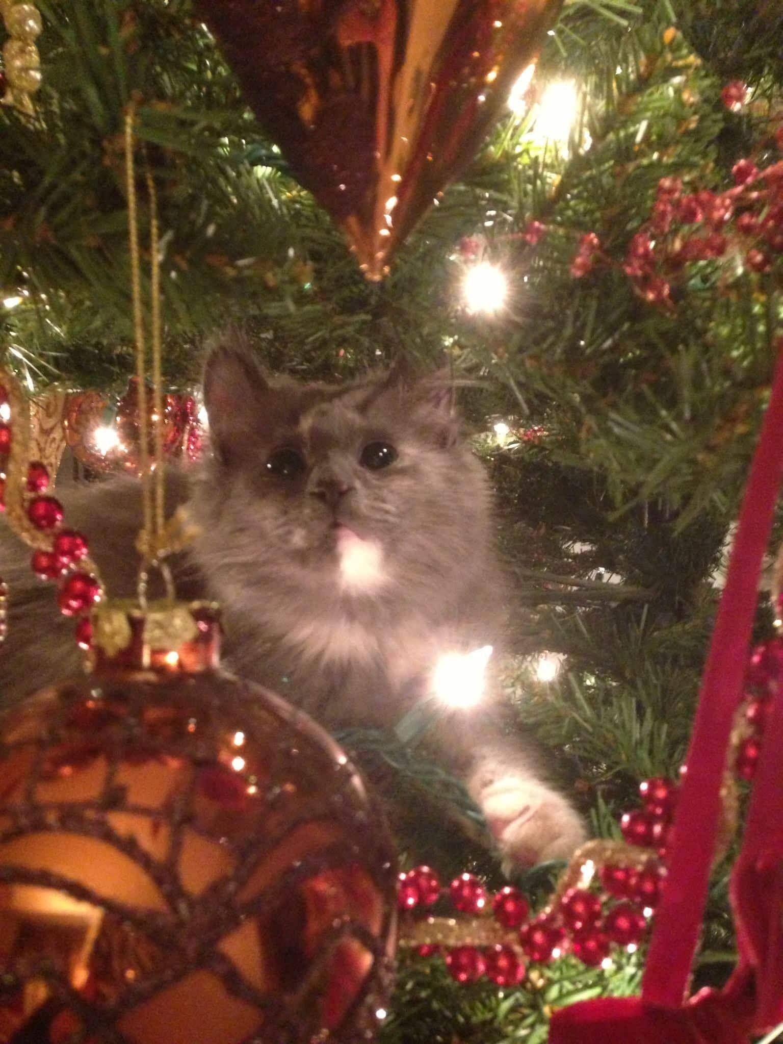 Sugar, fascinated by the Christmas lights.