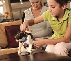 Grooming your cat