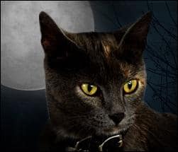 Cats and Halloween