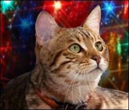Cat image