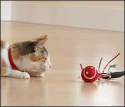 Cat playing