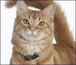 Cat Image
