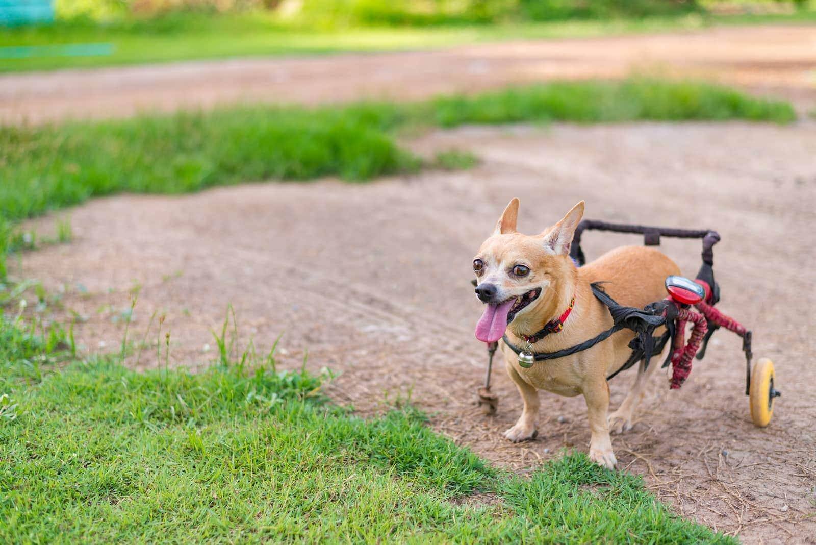Chihuahua with dog wheelchair running in the grass.