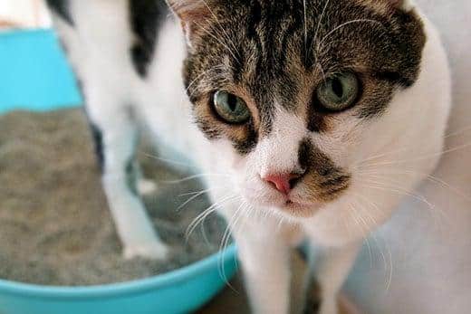 Cat using toilet, cat in litter box, for pooping or urinate, pooping in clean sand toilet. A cat looking at her own poop in the blue litter box. Cat at home.