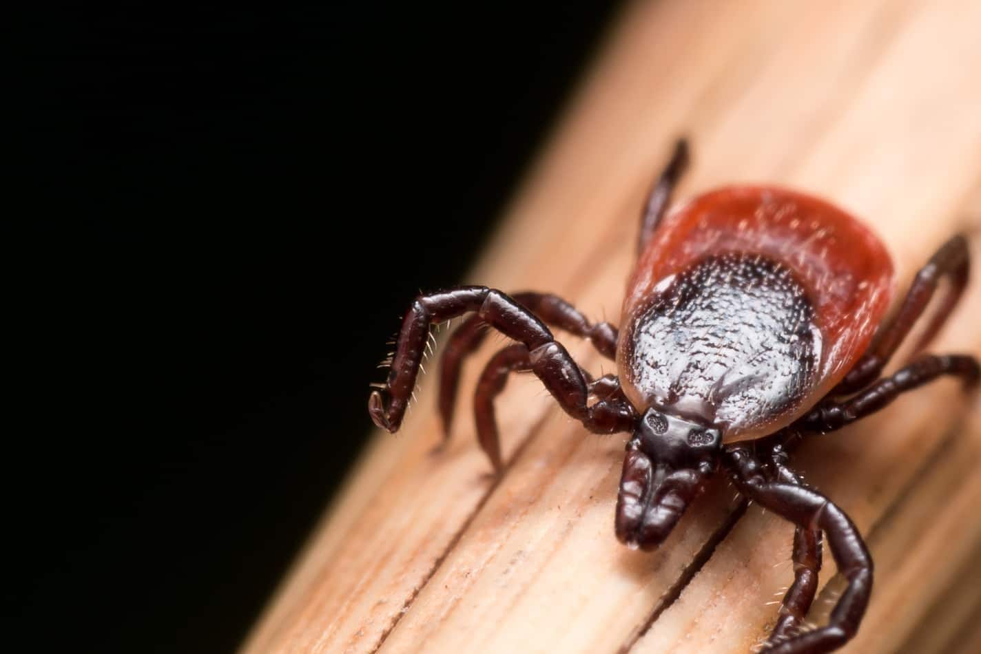 Close up photo of adult female deer tick crawling on piece of straw