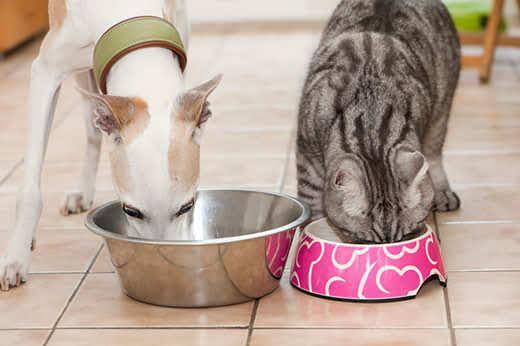 White miniature greyhound and gray striped cat are fed side by side in the kitchen