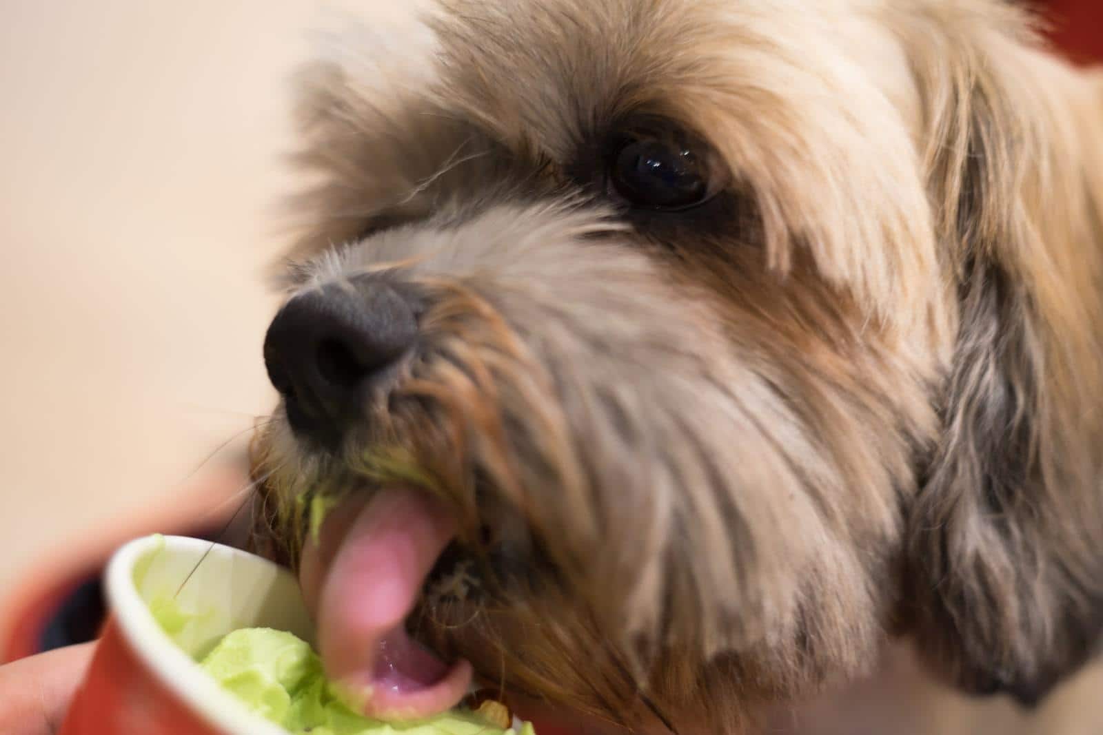 Close up of Shih Tzu dog is eating an ice cream.