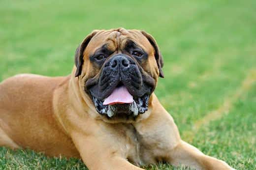English Mastiff dog lying in green summer grass