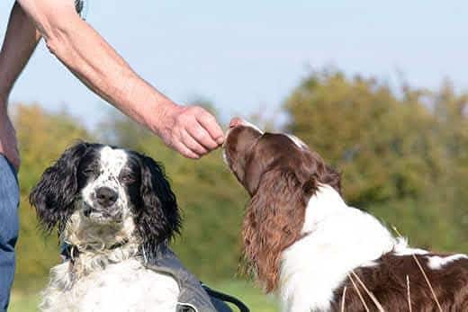 English springer spaniel dog being given treat outdoors while sitting next to another spaniel.