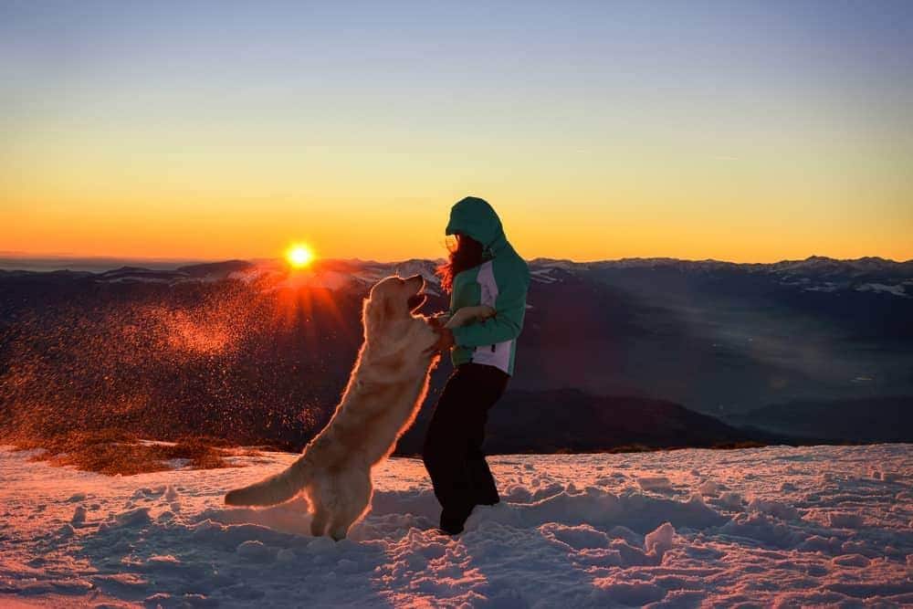 Yellow labrador giving human his paw