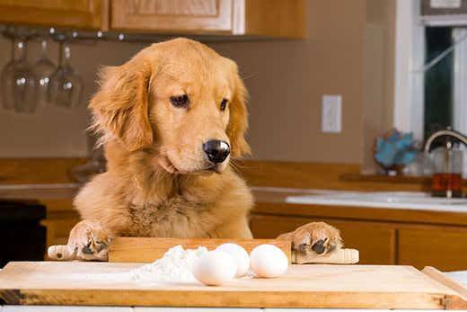 Golden retriever stands up to survey kitchen counter with baking utensils and eggs out.