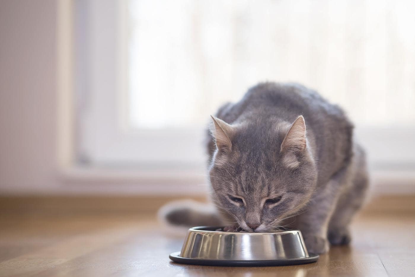 Beautiful tabby cat sitting next to a food bowl placed on the floor next to the living room window and eating.