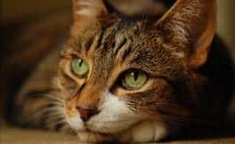 Cat image