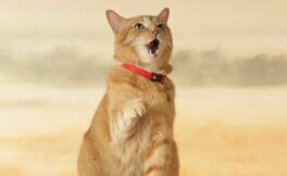 Cat Meow