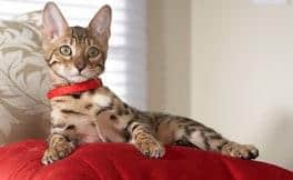 Cat image