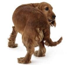 Dog image