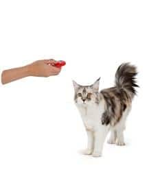 Are cats trainable?