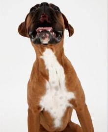 Dog health problems