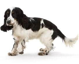 Puppy female