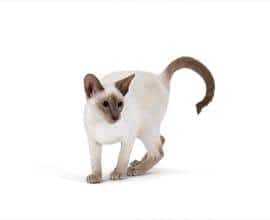 Cat image