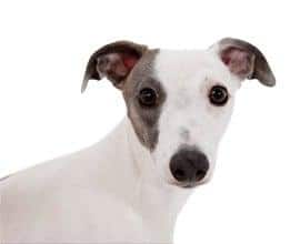 Dog image