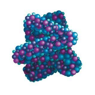 Molecule Protein