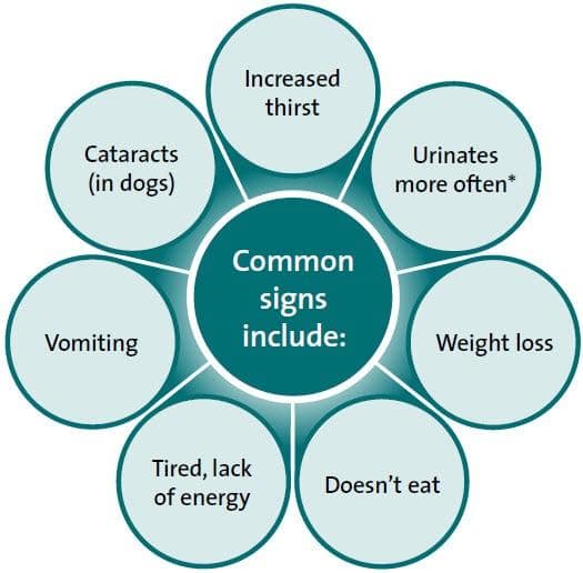 Canine diabetes