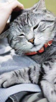 Cat sleeping