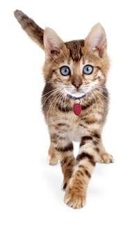Kitten walking