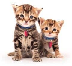 Kitten Group