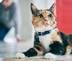 Cat and Owner image