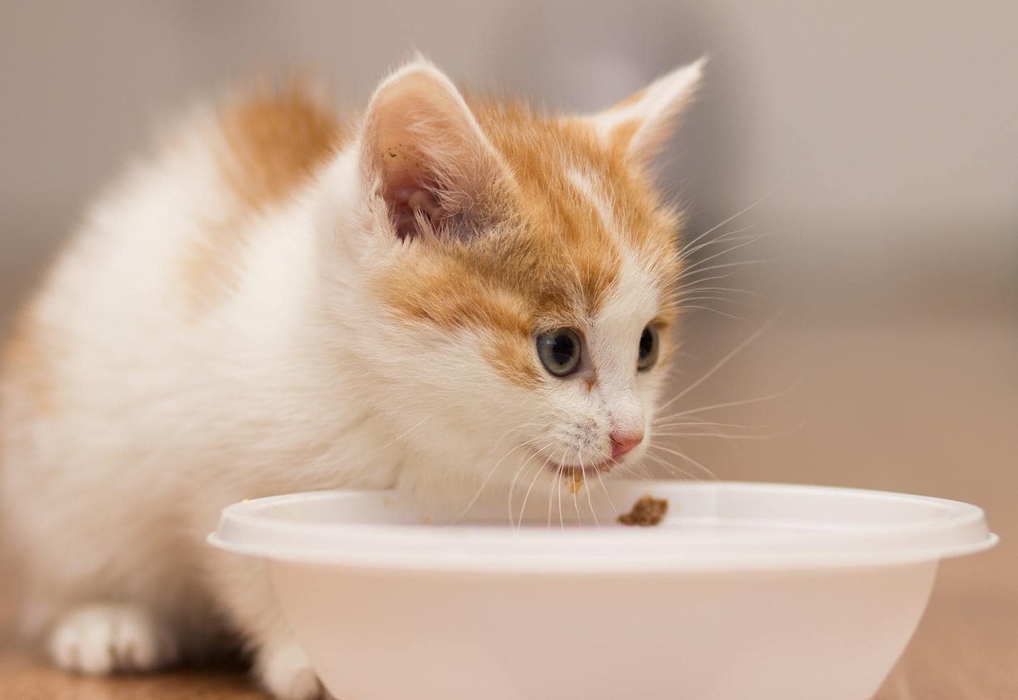 Kitten eats food from a plate