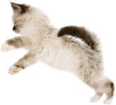 Kitten Image