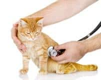 Cat with vet
