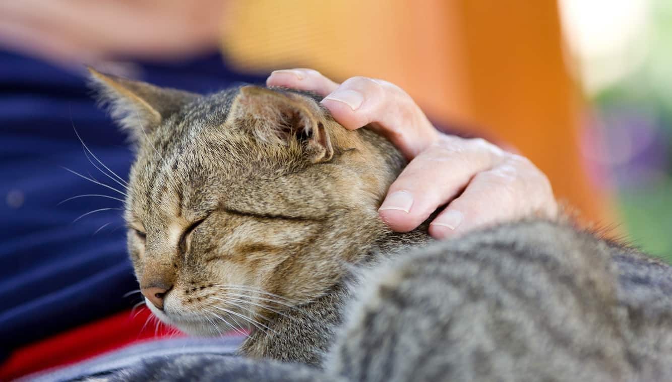Tabby cat enjoying being pet by an older man