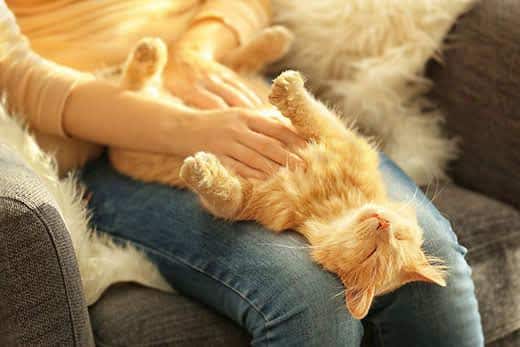 Orange tabby cat lies on its back in a woman's lap while she pets their chest.