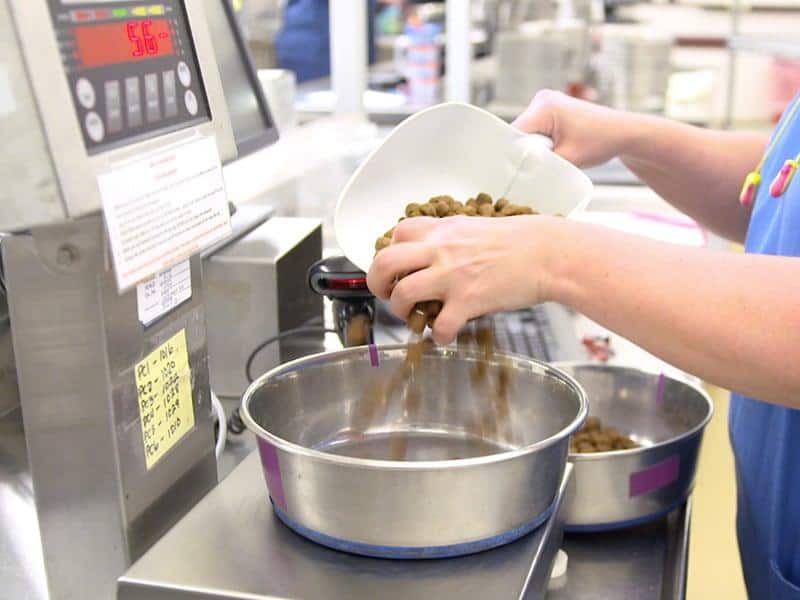 Vet tech pooring food from scoop into food bowl.