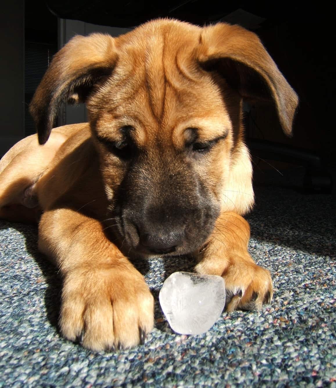 Puppy playing with an ice cube