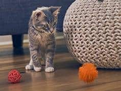 Cat Playing with Toys